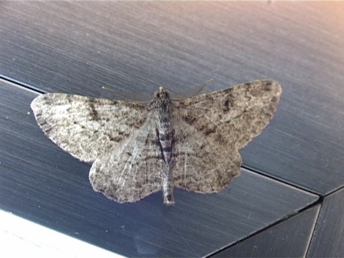 Nadelholz-Baumspanner ( Peribatodes secundaria ), Männchen : Moers, Lichtfang auf unserer Terrasse, 22.09.2006